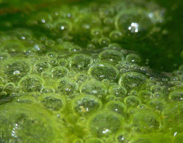 Three Common Methods of Reproduction Found in Algae